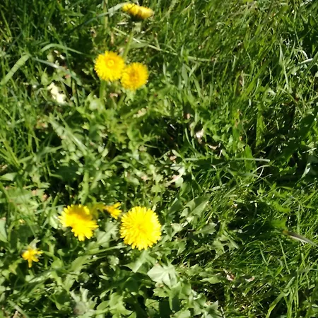 Lägenhet Tiefenbach